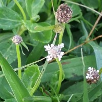 Phyla nodiflora var. nodiflora